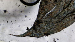 Brachythecium erythrorrhizon erythrorrhizon