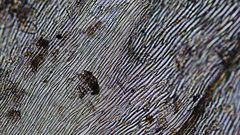 Brachythecium erythrorrhizon erythrorrhizon