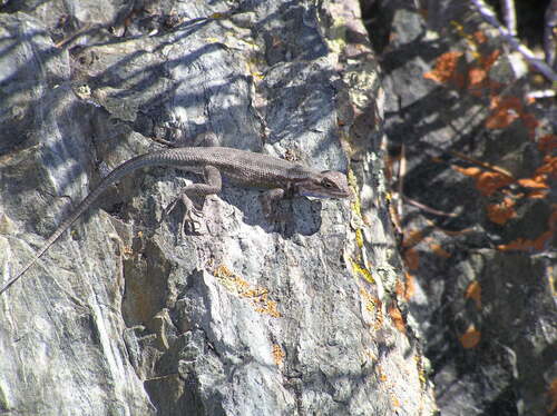iNaturalist observation photo of Common Sagebrush Lizard