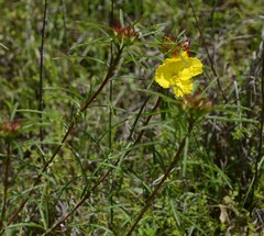 Oenothera berlandieri