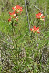 Castilleja indivisa