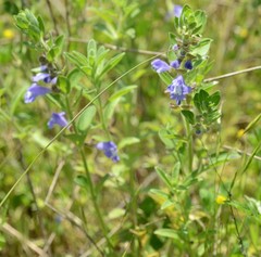 Scutellaria drummondii