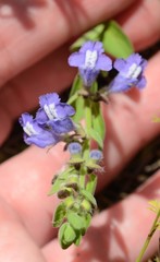 Scutellaria drummondii