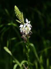 Oenothera suffulta