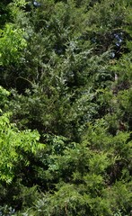 Juniperus virginiana