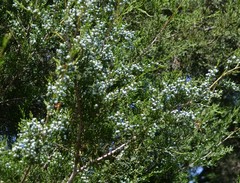 Juniperus virginiana