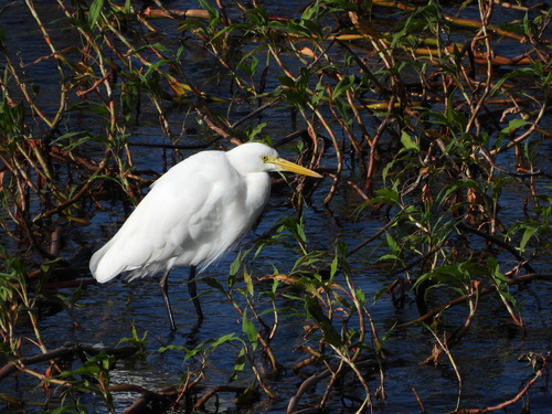 Plumed Egret