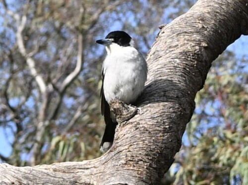 Grey Butcherbird