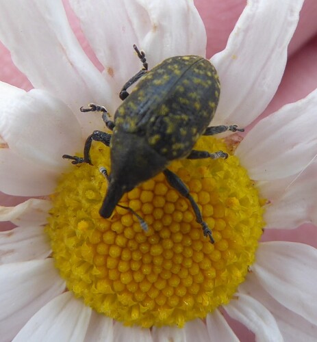 Turbine Cylindrical Weevil, Spaubeek, Netherlands, photo 8 of 10