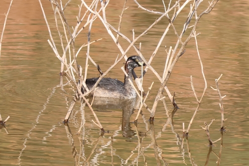Australasian Grebe
