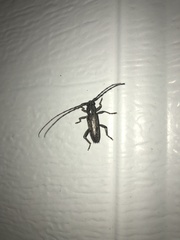 Elaphidion mucronatum