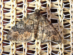 Xanthorhoe vacuaria
