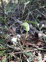 Pterostylis acuminata