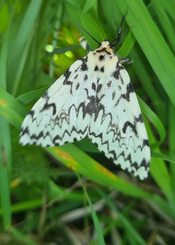 Black Arches