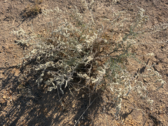 Aerva javanica, photograph (c) Paul Coddington, some rights reserved (CC BY)