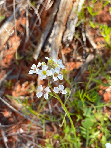 Harmsiodoxa puberula, 2026-07-31