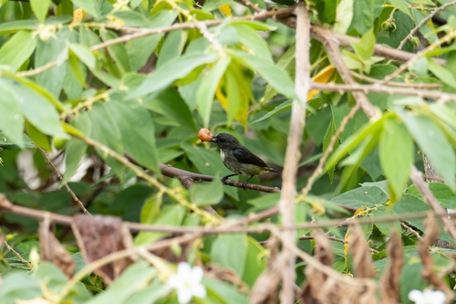 Dicaeum pygmaeum observed 2026-03-06