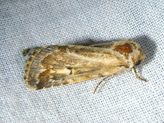 Proteuxoa florescens