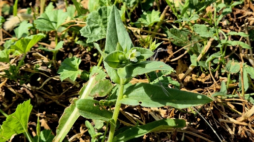 Nonea lutea, photograph 3