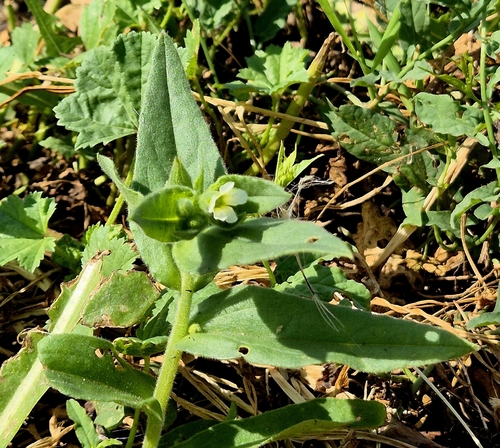 Nonea lutea, photograph 4
