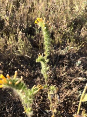 Amsinckia