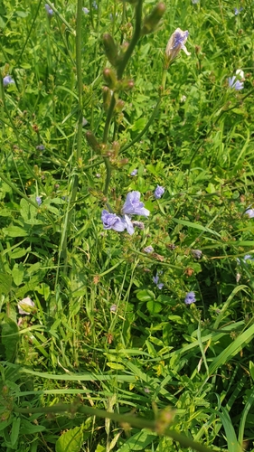 chicory