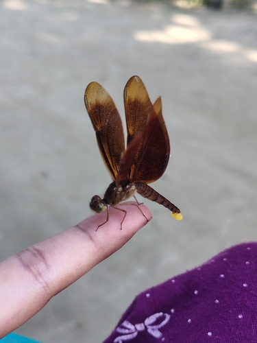 Russet Percher