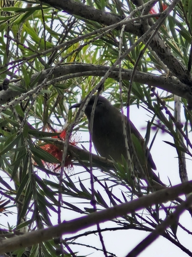 Grey-eared Honeyeater (Lichmera incana)