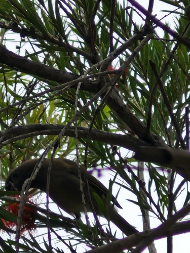 Grey-eared Honeyeater (Lichmera incana), photo 2