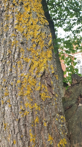 Common Sunburst Lichen