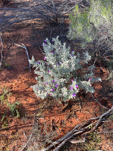 Eremophila bowmanii, 2026-07-31