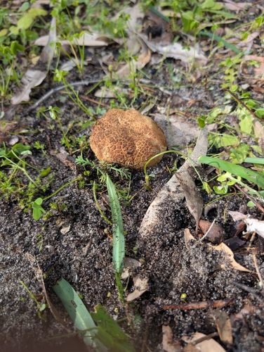 Onion Earthball