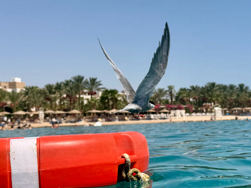 White-cheeked Tern (Sterna repressa), photo 4