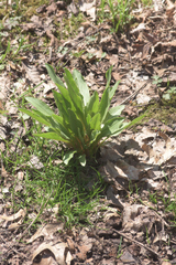 Primula meadia