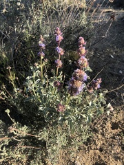 Salvia pachyphylla