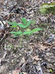 Hylodesmum
