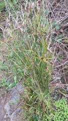 Cyperus vaginatus