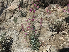 Penstemon clevelandii connatus