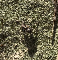 Maratus griseus