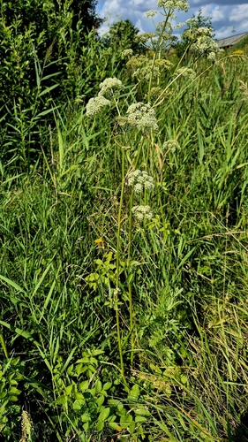 Ostericum palustre, photograph 5