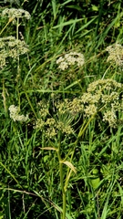 Ostericum palustre, photograph (c) Анна Митрошенкова, some rights reserved (CC BY)