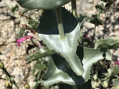 Penstemon clevelandii connatus