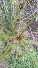 Cyperus vaginatus