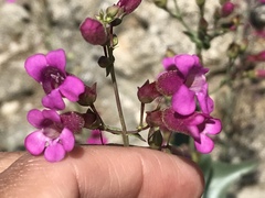 Penstemon clevelandii connatus