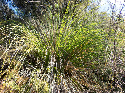 Gahnia procera observed 2026-07-31