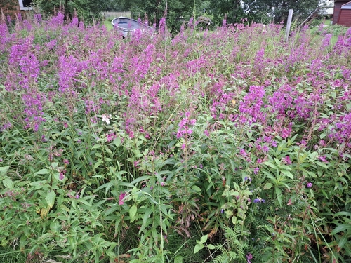 fireweed