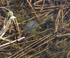 Lithobates sylvaticus image