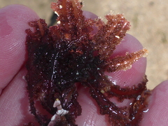 Neoptilota densa
