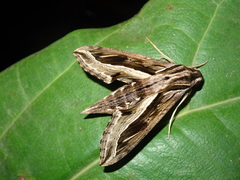 Hippotion velox