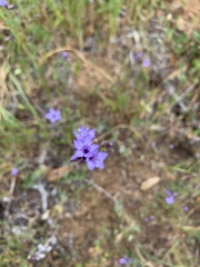 Gilia achilleifolia